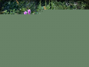 HPIM8173 HPIM8173